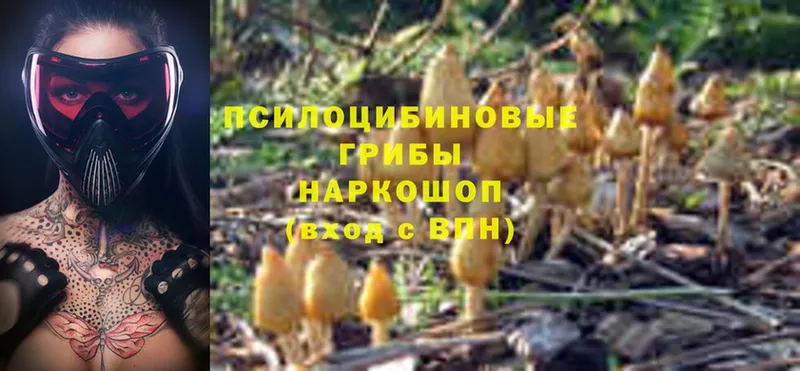 Псилоцибиновые грибы Psilocybine cubensis  Шарыпово 